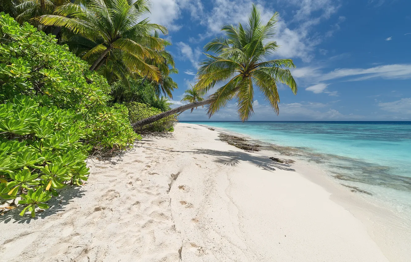 Photo wallpaper sea, beach, tropics, palm trees
