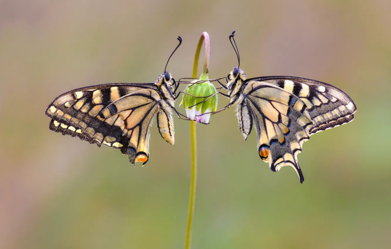 Photo wallpaper flowers, butterfly, a couple