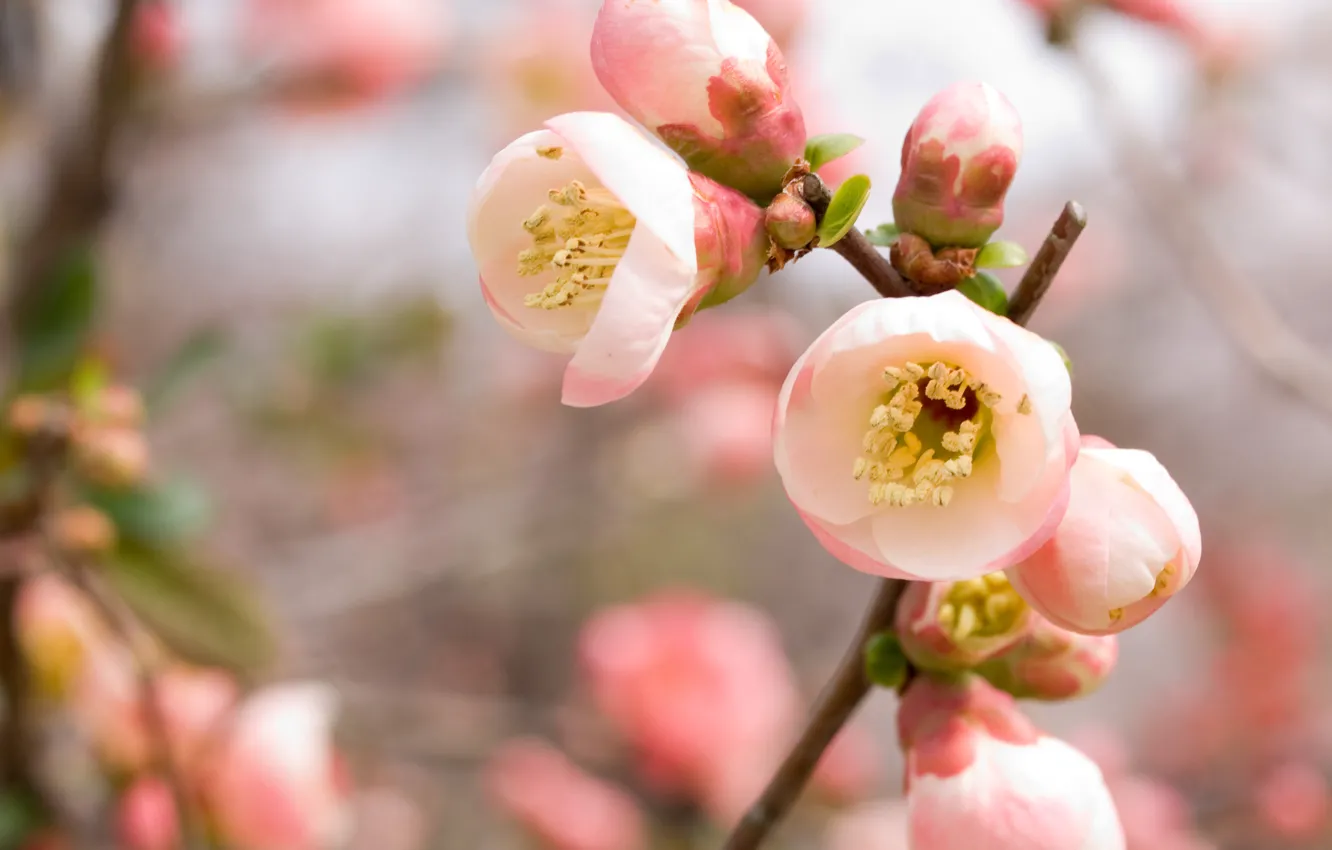 Photo wallpaper cherry, pink, branch, spring, Sakura, flowering