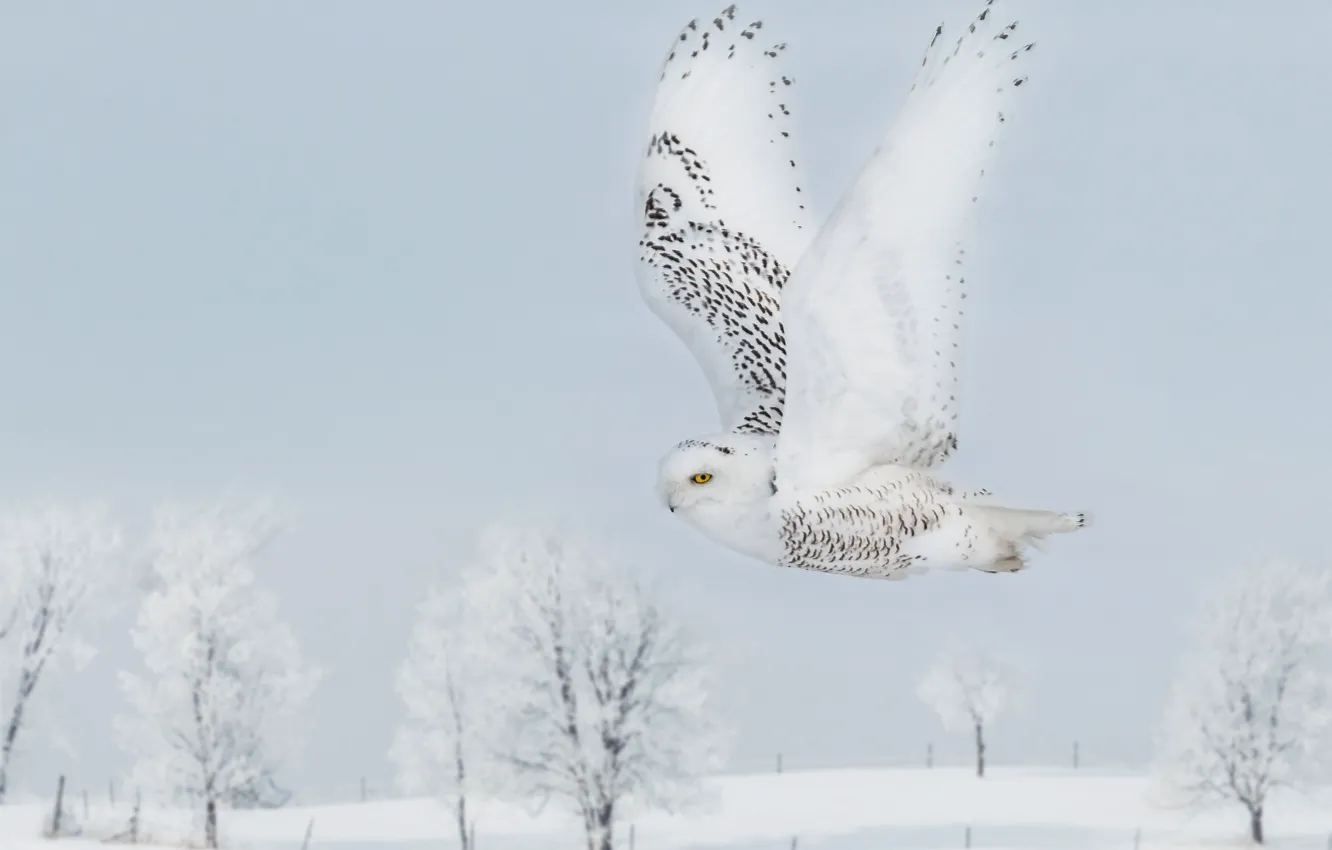 Photo wallpaper winter, frost, white, the sky, snow, trees, flight, owl