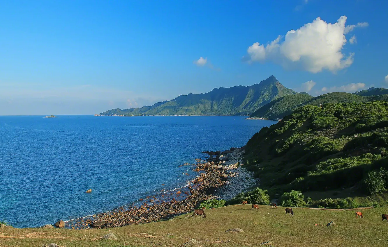Photo wallpaper sea, the sky, clouds, mountains, nature, cows, slope, meadow