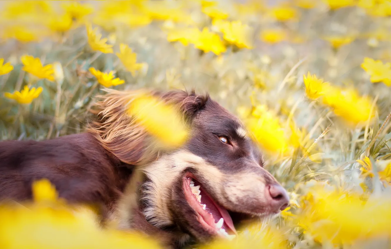 Photo wallpaper field, flowers, dog