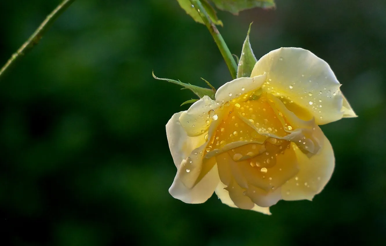 Photo wallpaper drops, buds, yellow rose