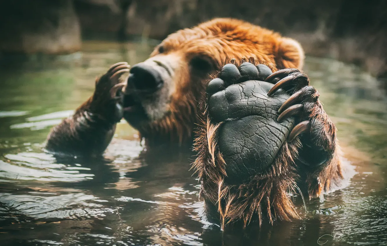 Photo wallpaper paws, bear, bathing, brown