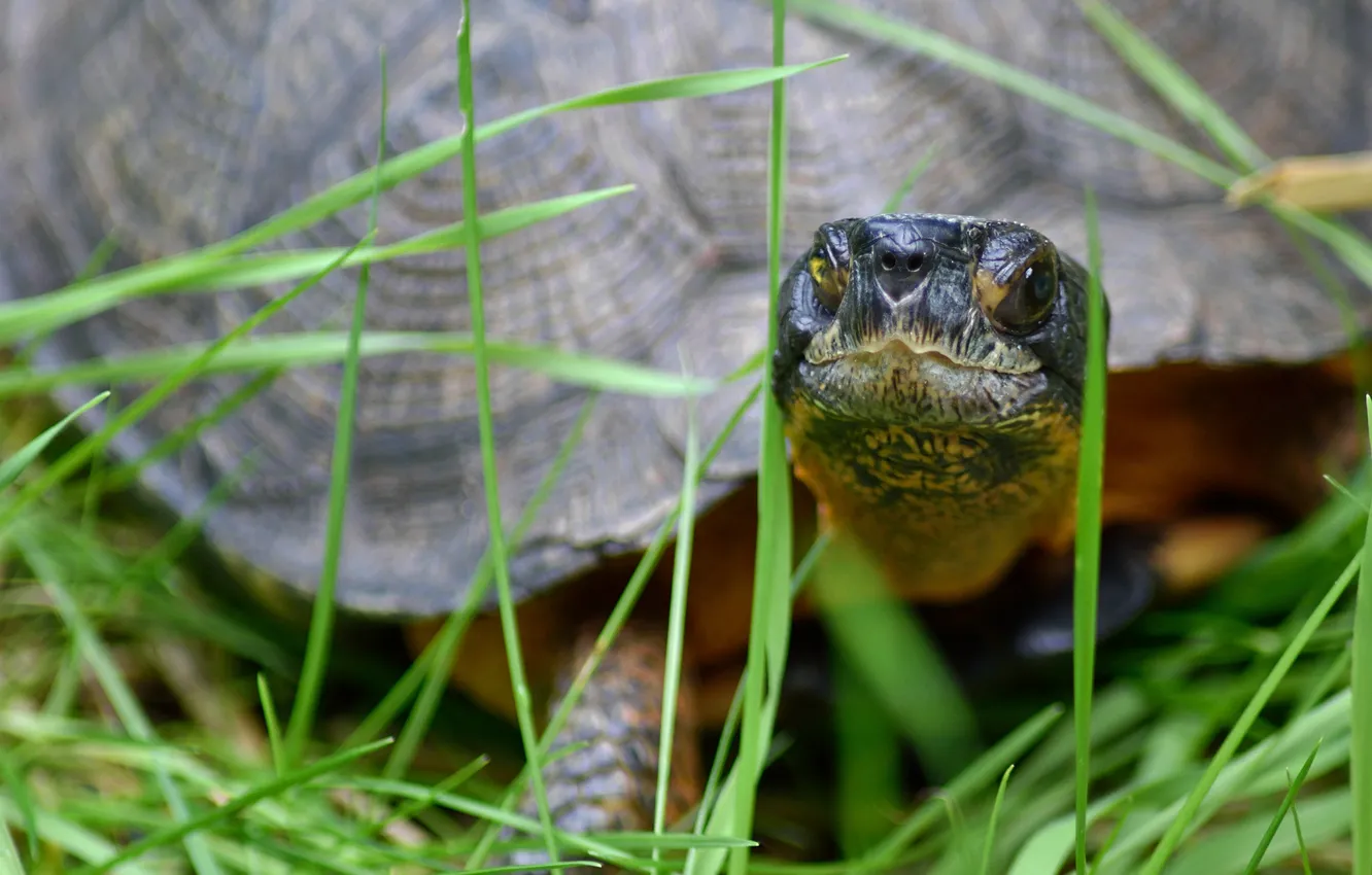 Photo wallpaper grass, nature, turtle, by Nushaa