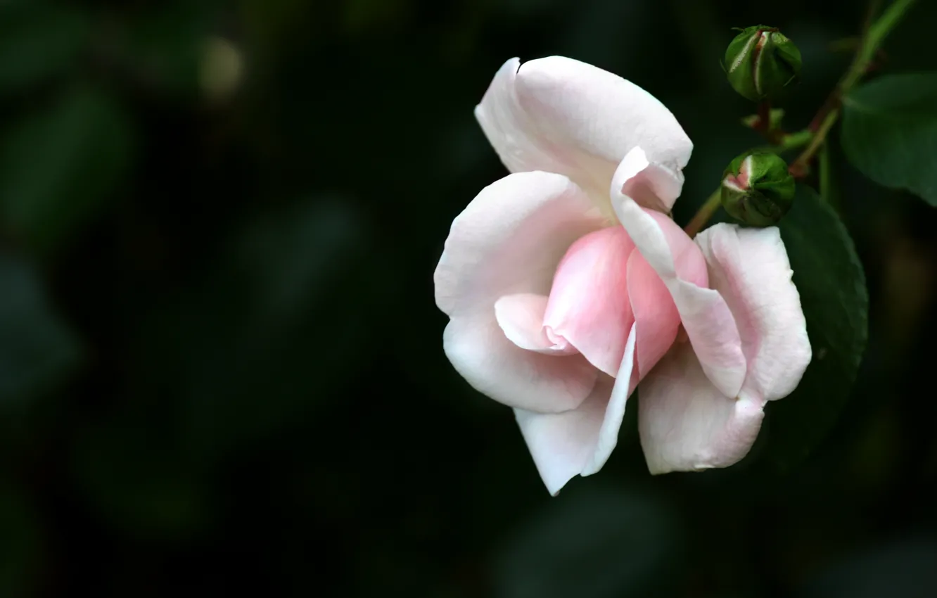 Photo wallpaper rose, Macro, Flowers, white