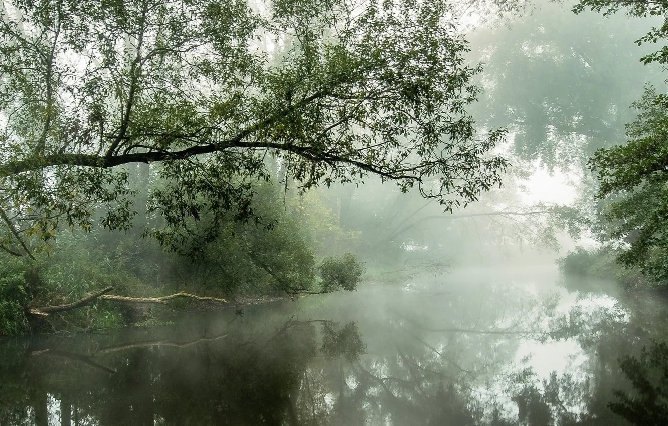 Photo wallpaper forest, nature, fog, river, morning, atmosphere, shrubs, daylight