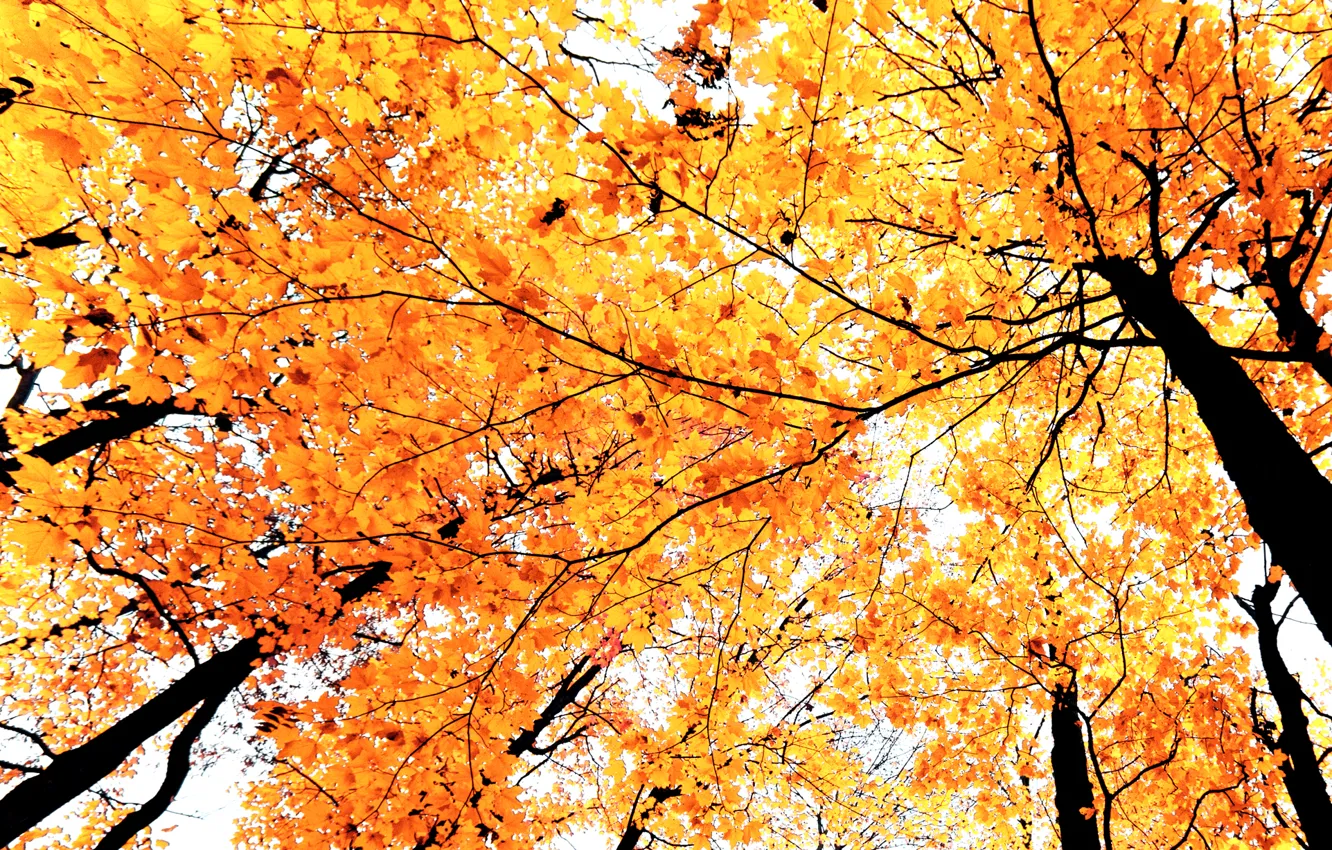 Photo wallpaper autumn, leaves, trees, branches, paint