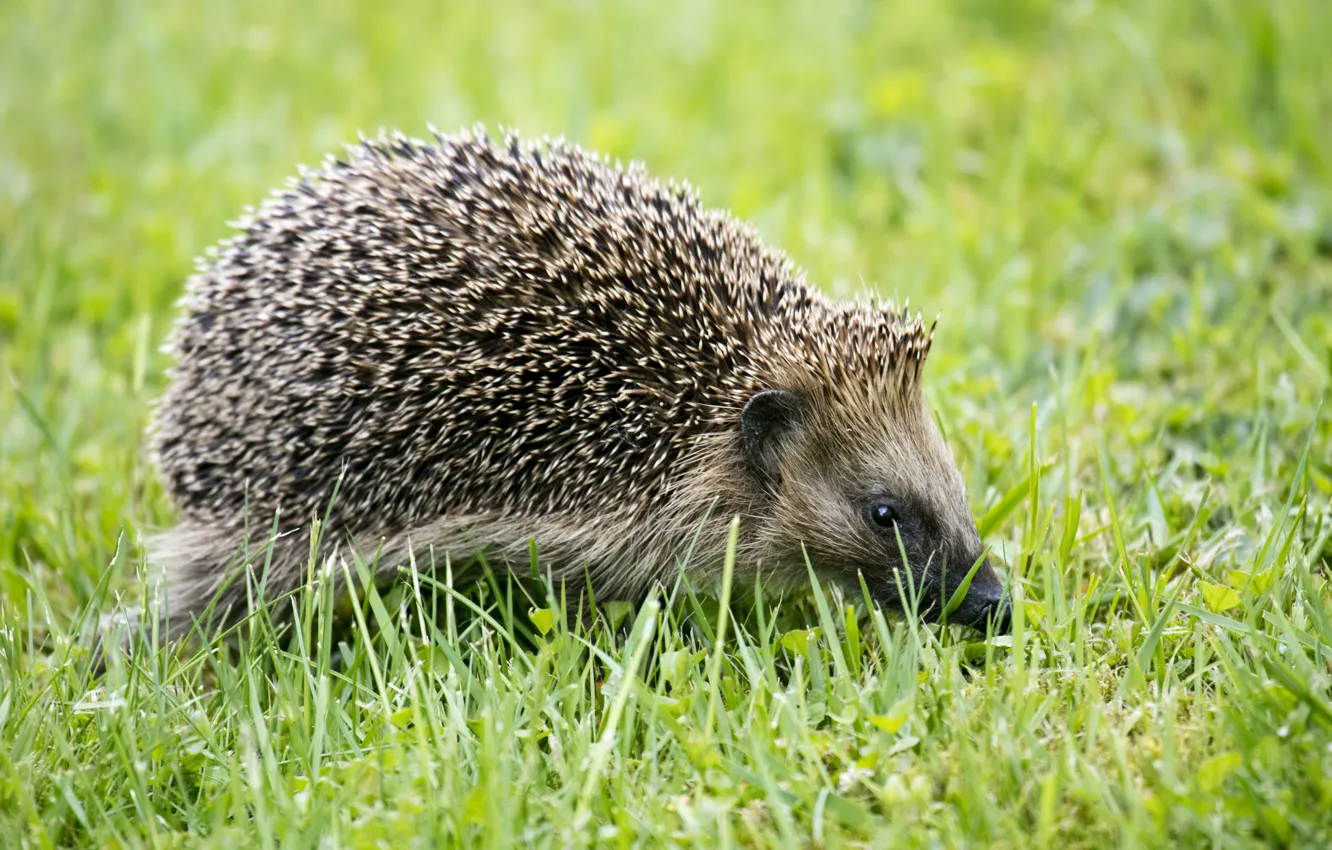 Photo wallpaper grass, look, glade, muzzle, walk, hedgehog, hedgehog
