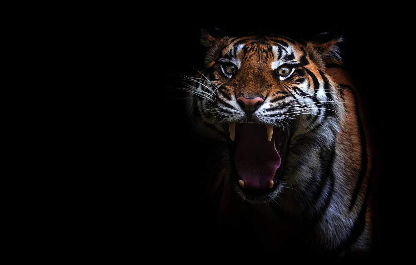 Photo wallpaper language, eyes, look, face, tiger, portrait, teeth, mouth