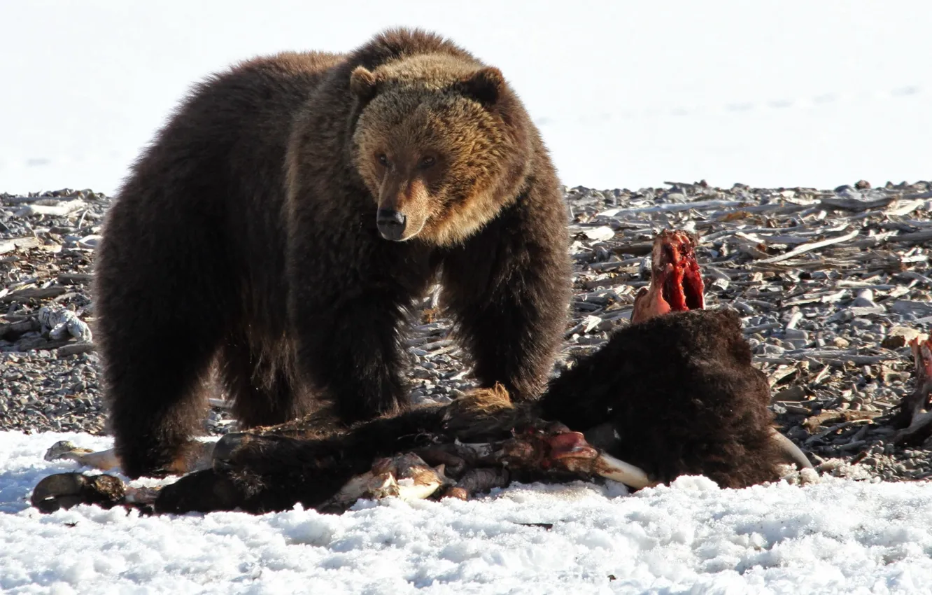 Photo wallpaper Predator, nature, close, looking, wildlife, walking, Grizzly Bear