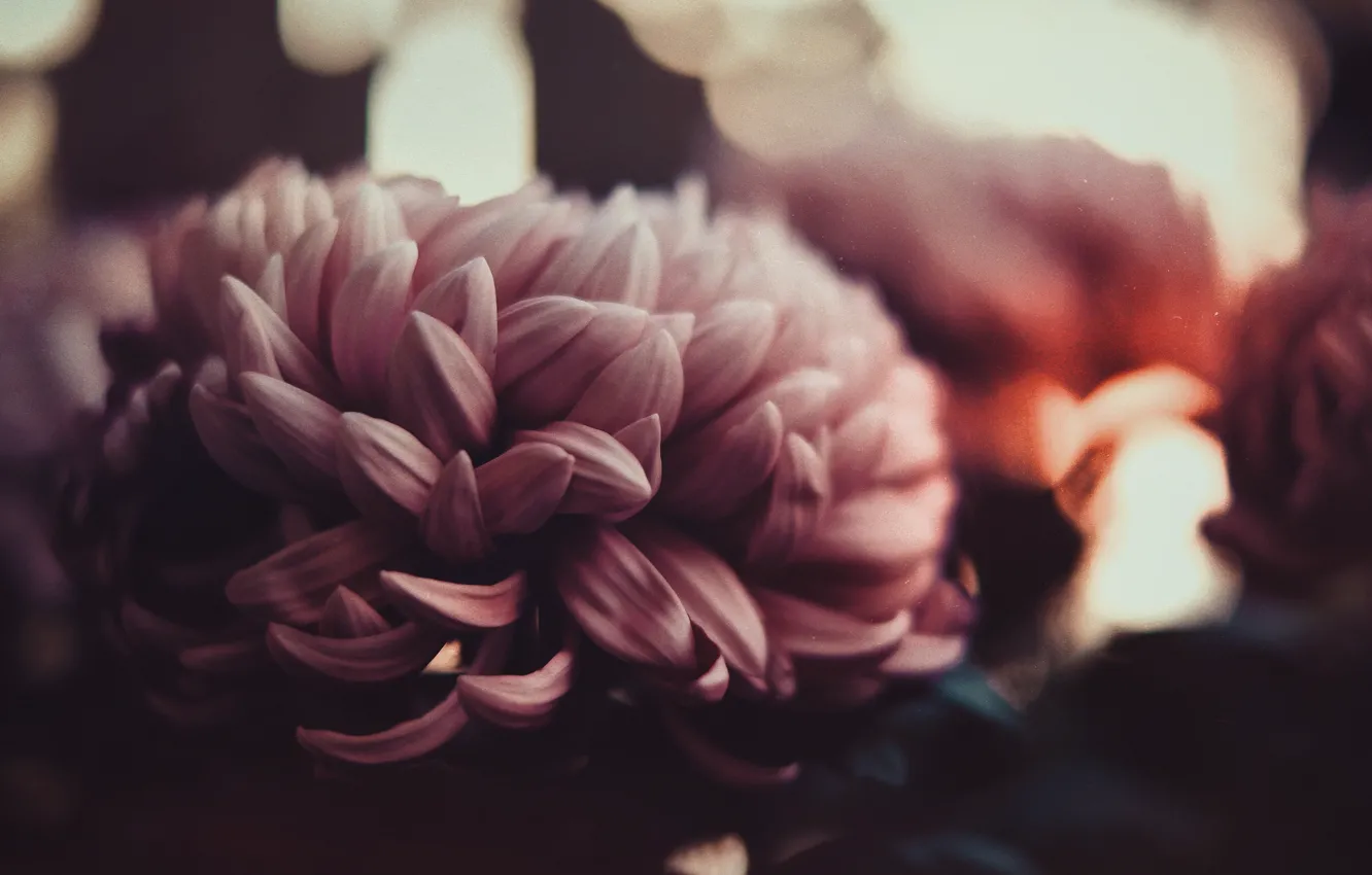 Photo wallpaper petals, blur, Bud, gently, chrysanthemum