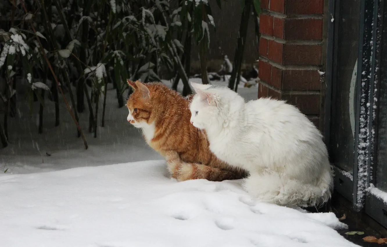 Photo wallpaper winter, cat, white, cat, leaves, snow, cats, house