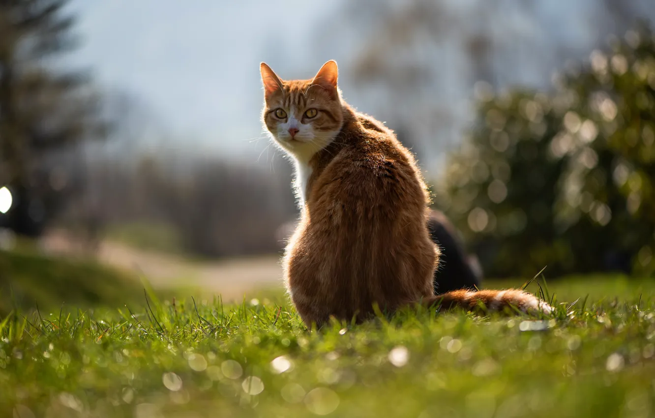 Photo wallpaper cat, summer, grass, cat, look, light, nature, pose