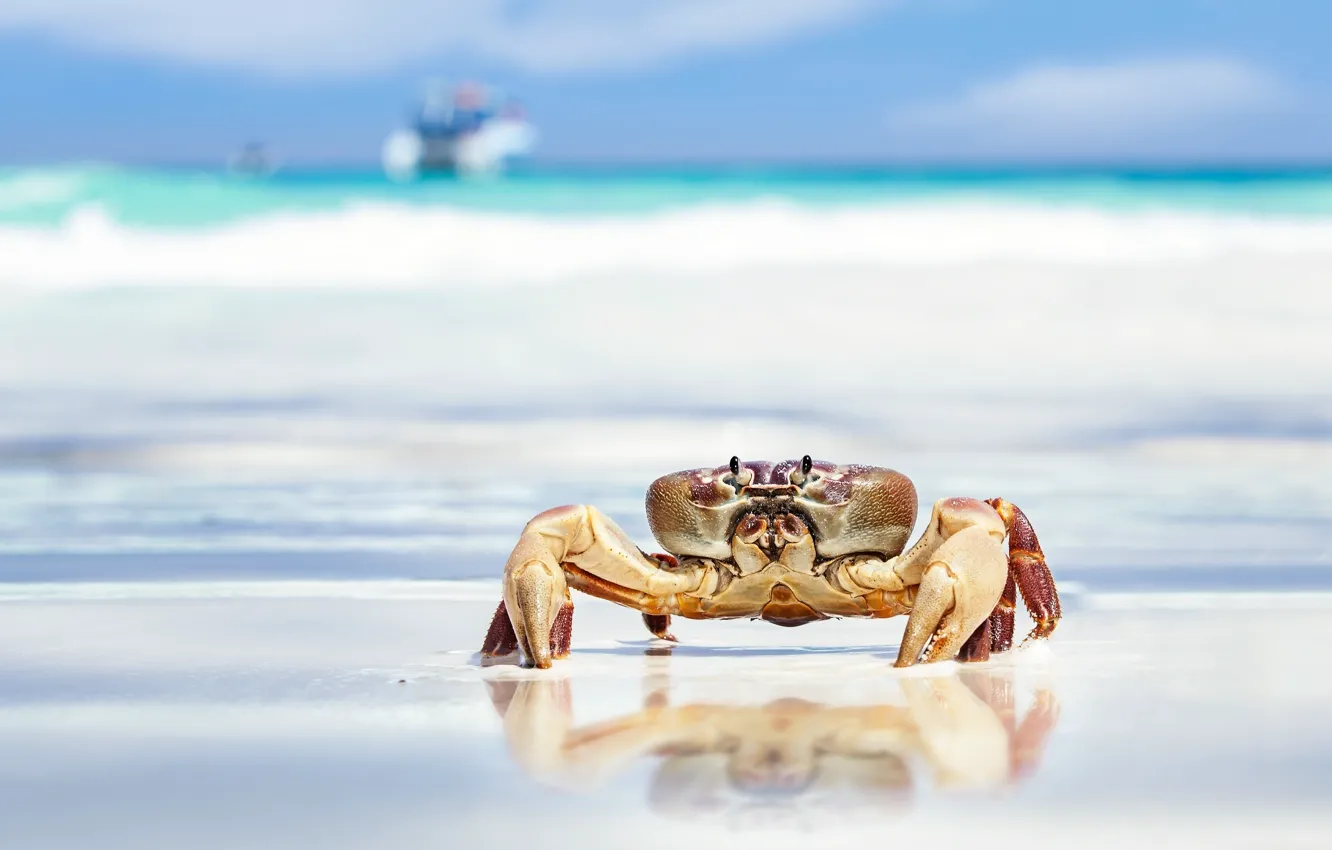 Photo wallpaper sand, sea, beach, crab, claws