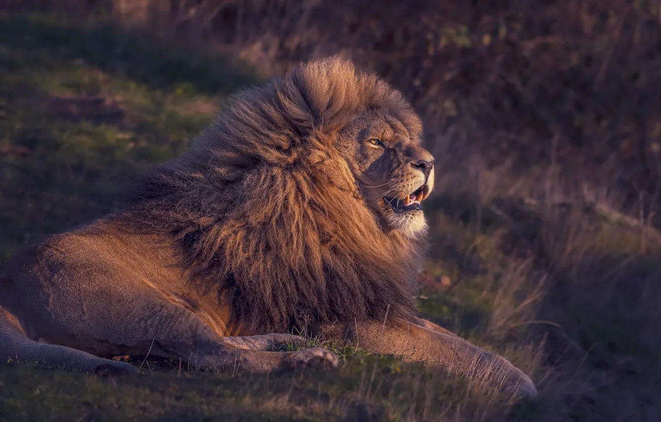 Photo wallpaper nature, Leo, beast