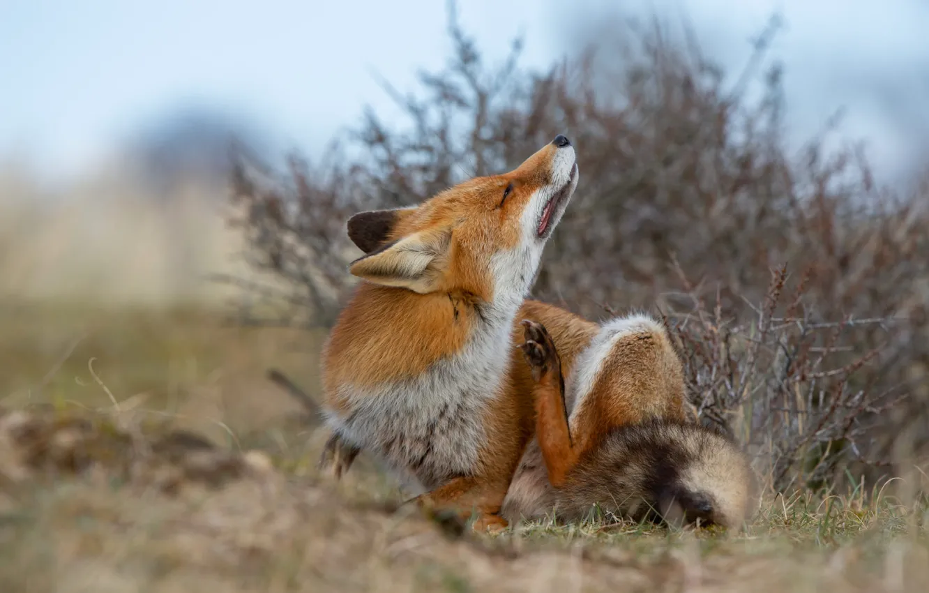 Photo wallpaper branches, nature, pose, paws, Fox, red, sitting, the bushes