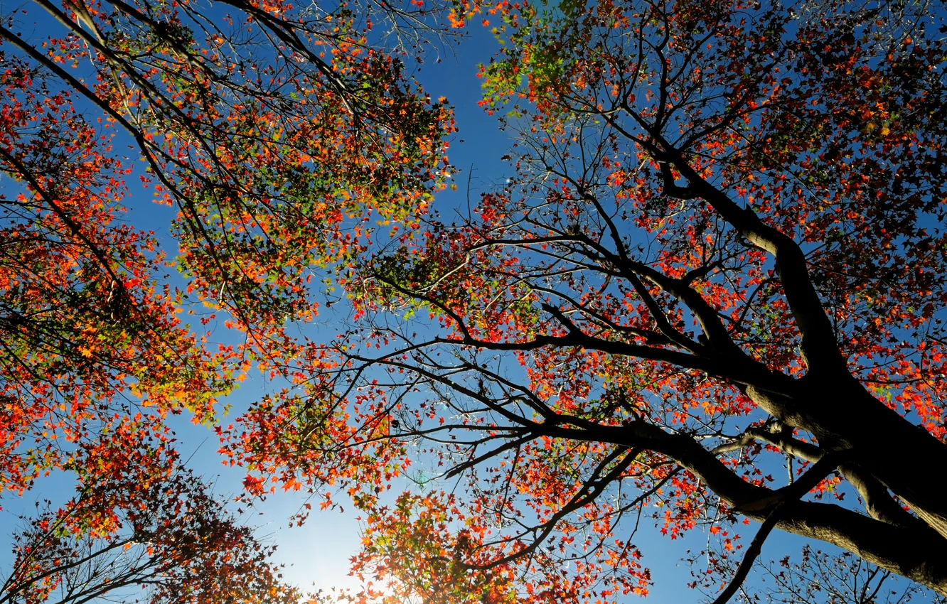 Photo wallpaper autumn, the sky, leaves, trees