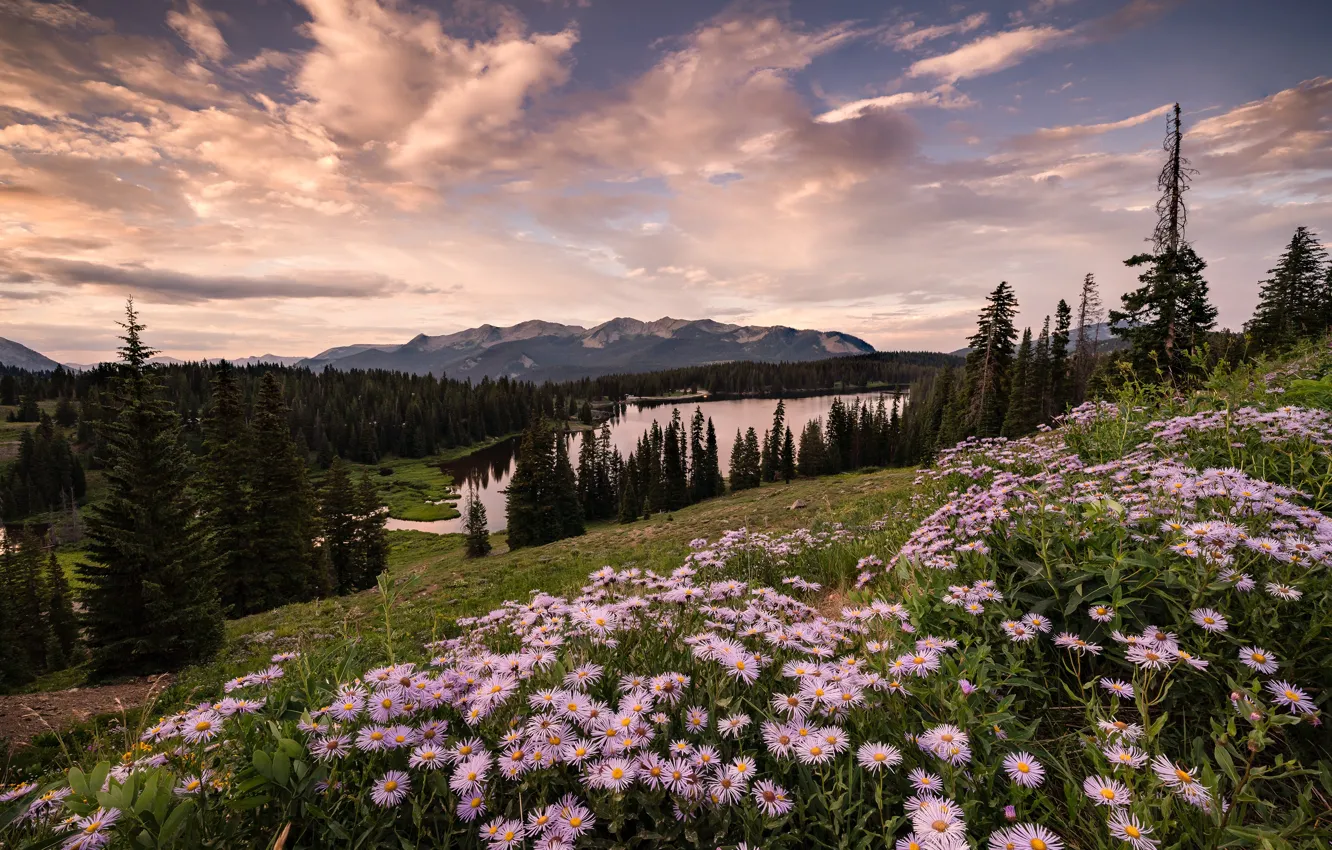 Photo wallpaper field, forest, summer, the sky, clouds, landscape, flowers, mountains