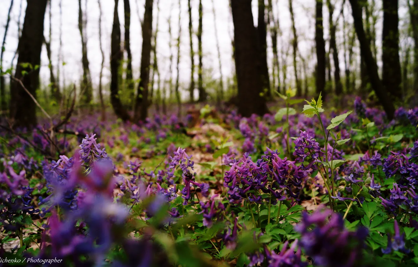 Photo wallpaper nature, color, Ukraine