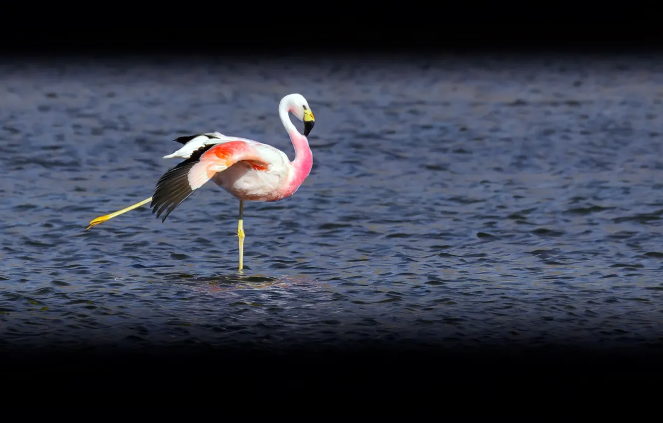 Photo wallpaper lake, bird, Flamingo