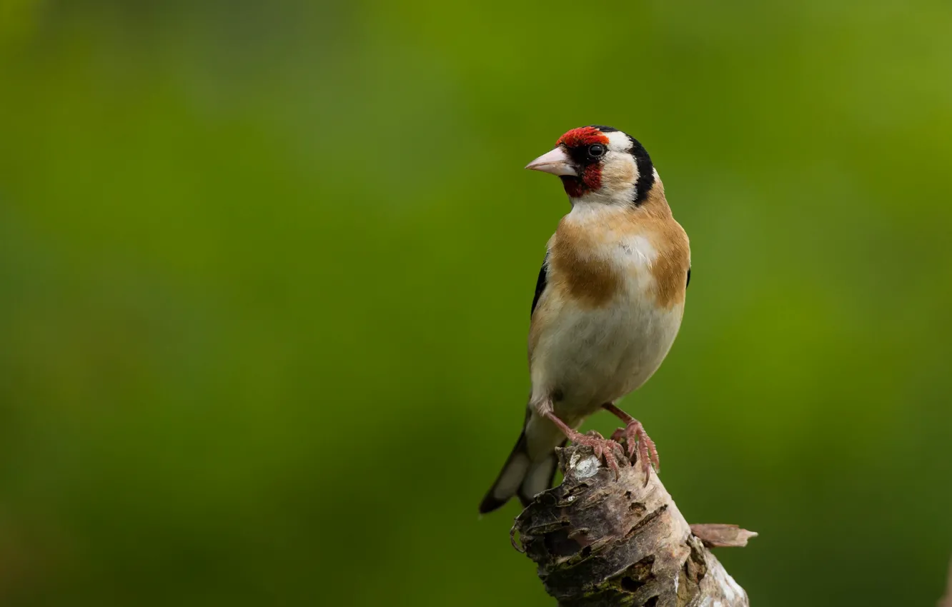 Photo wallpaper bird, goldfinch, bird