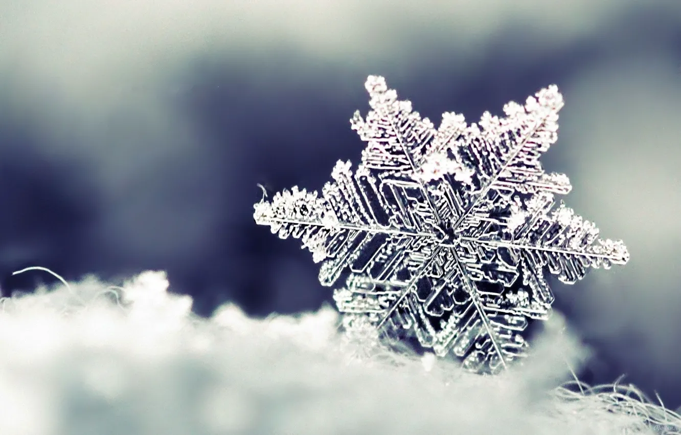 Photo wallpaper winter, snow, snowflakes