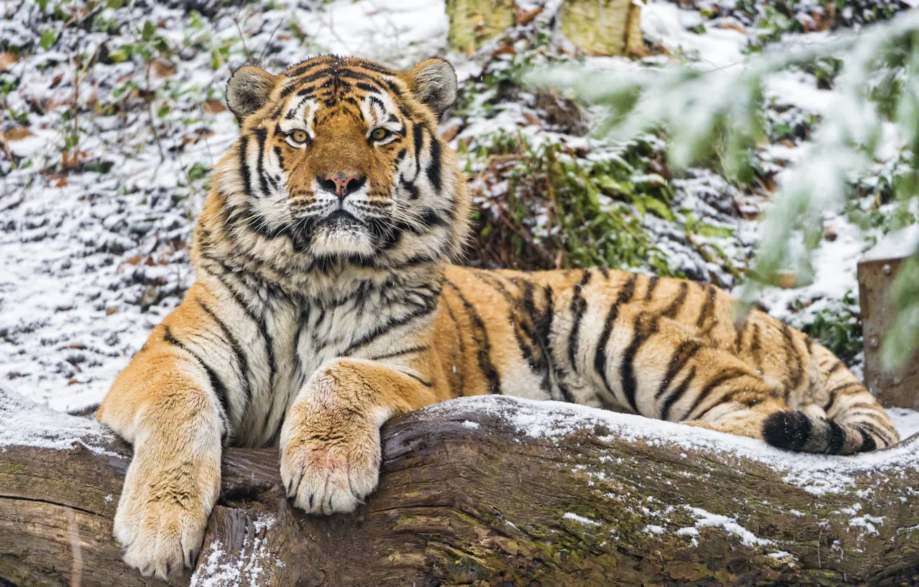 Photo wallpaper cat, look, snow, tiger, log, Amur, ©Tambako The Jaguar