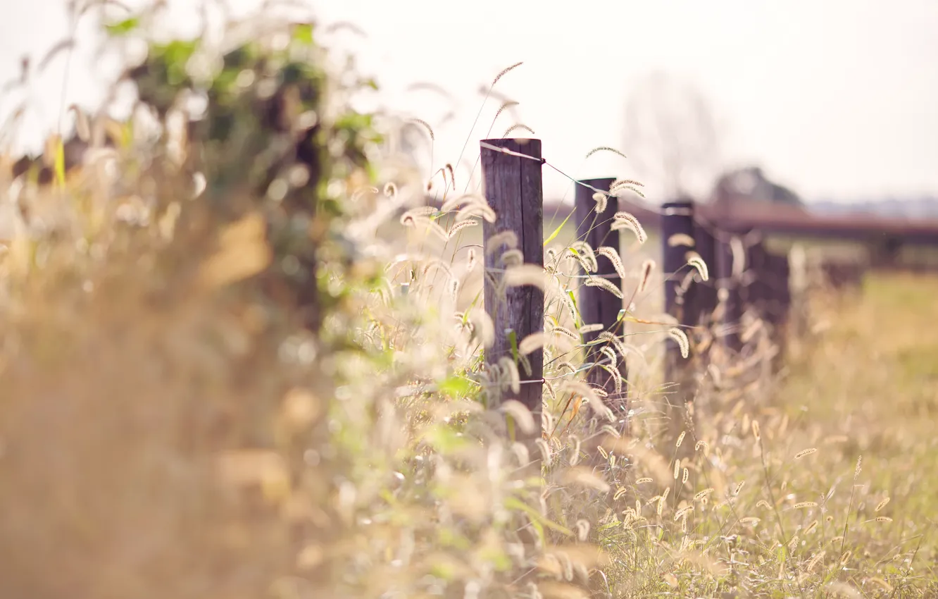 Photo wallpaper grass, light, the fence