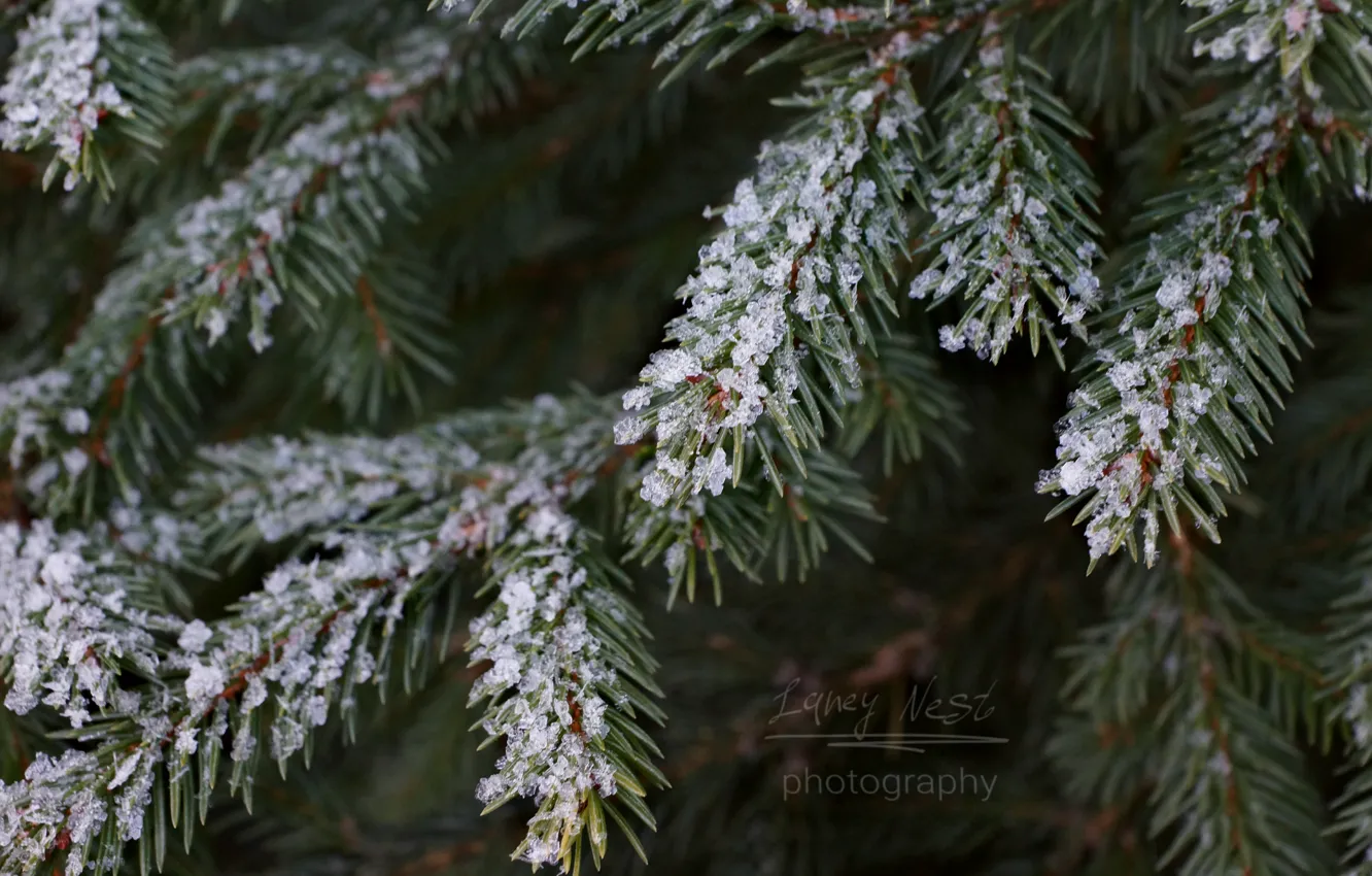 Photo wallpaper white, forest, Christmas, trees, winter, snow, macro, laneynest