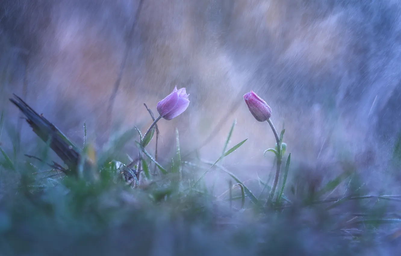 Photo wallpaper flowers, rain, spring, tulips