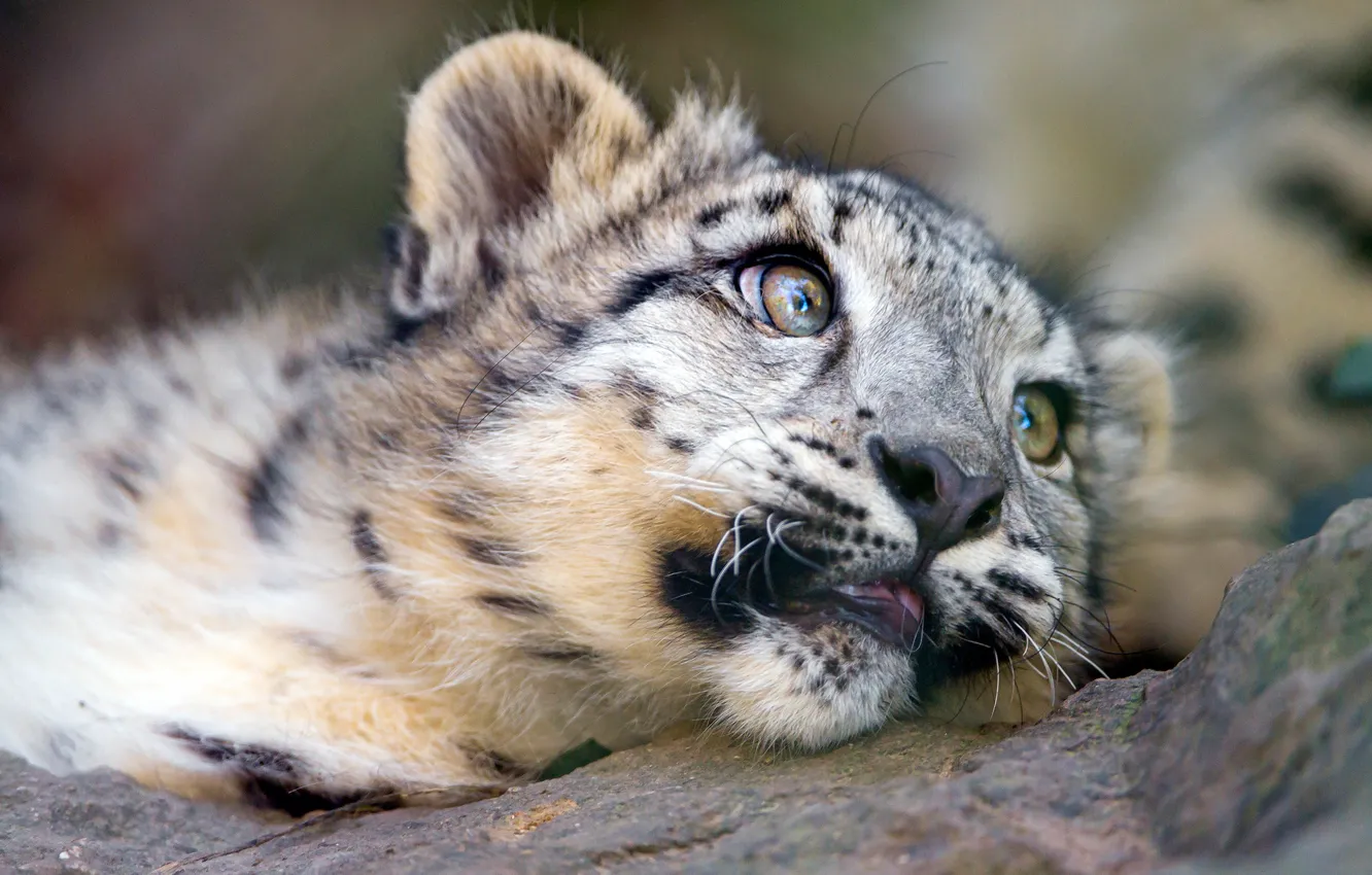 Photo wallpaper cat, look, face, close-up, stones, portrait, baby, lies