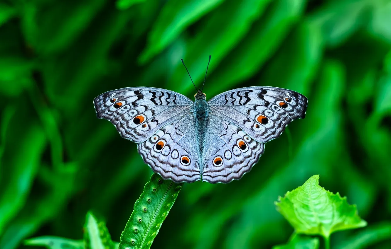 Photo wallpaper butterfly, wings, insect, green leaf