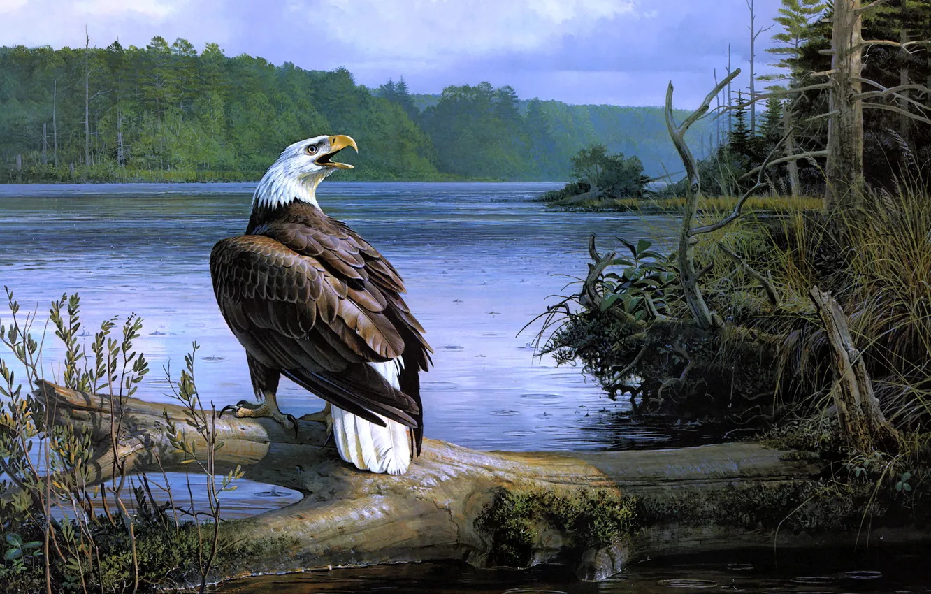 Photo wallpaper forest, trees, river, eagle, log