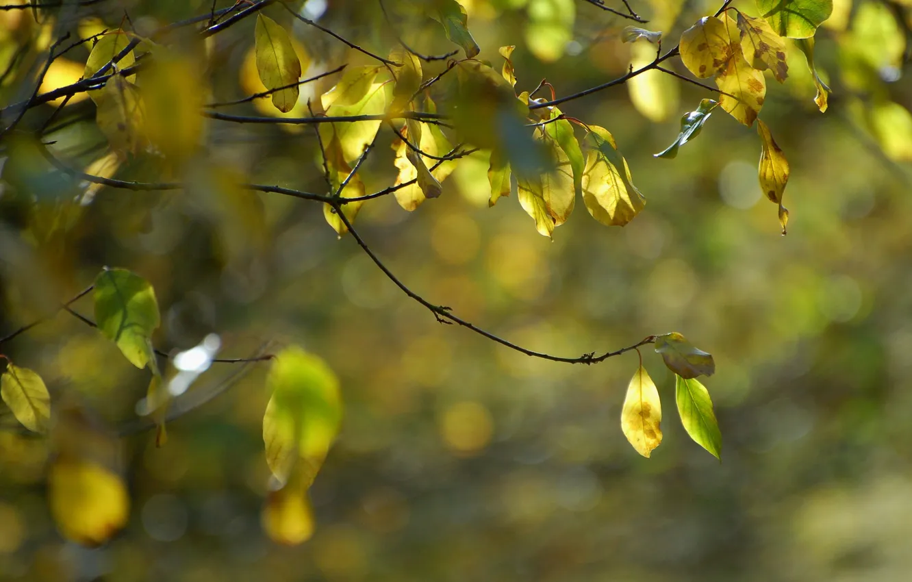 Photo wallpaper autumn, branches, nature, foliage