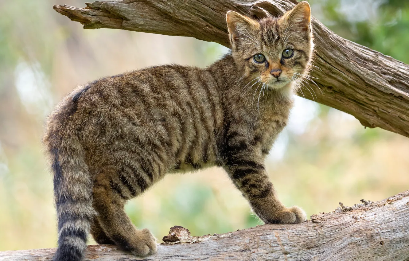 Photo wallpaper cat, branches, kitty, tree, cub, wild, forest, wildcat