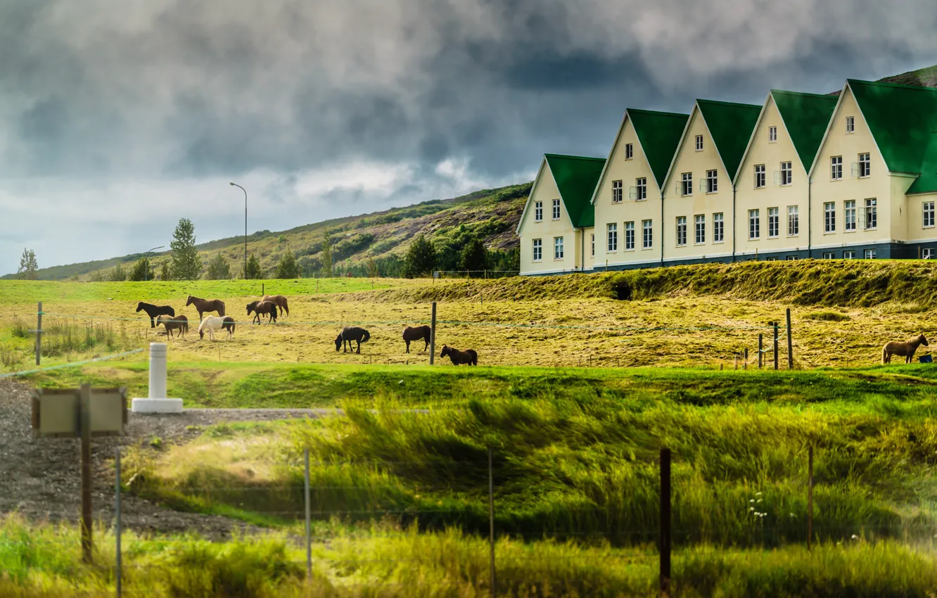 Photo wallpaper horse, horse, house