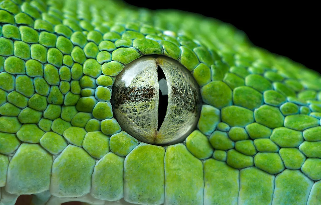Photo wallpaper eyes, green, Python