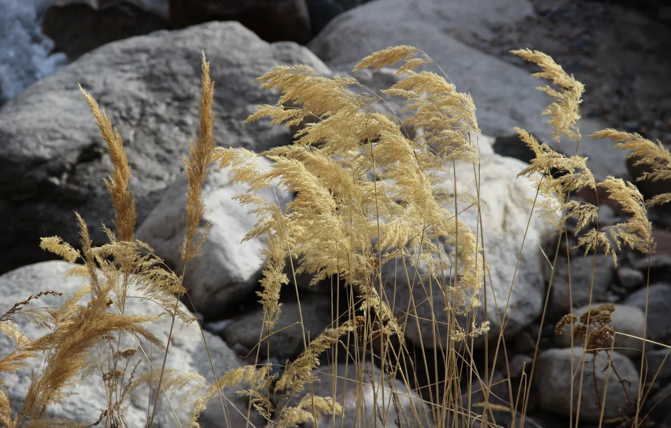Photo wallpaper autumn, macro, stones, dry grass