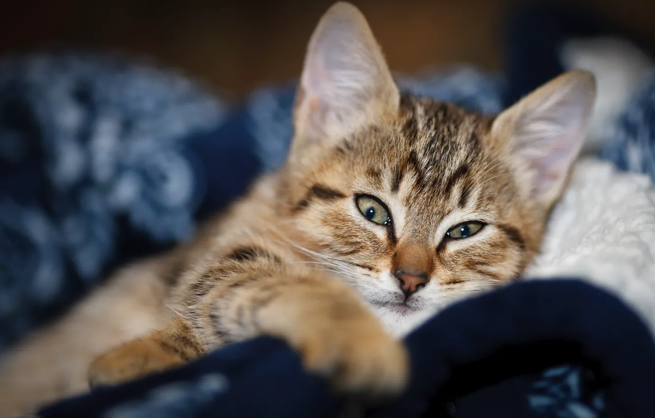 Photo wallpaper cat, look, face, blur, lies, blanket, kitty, bokeh
