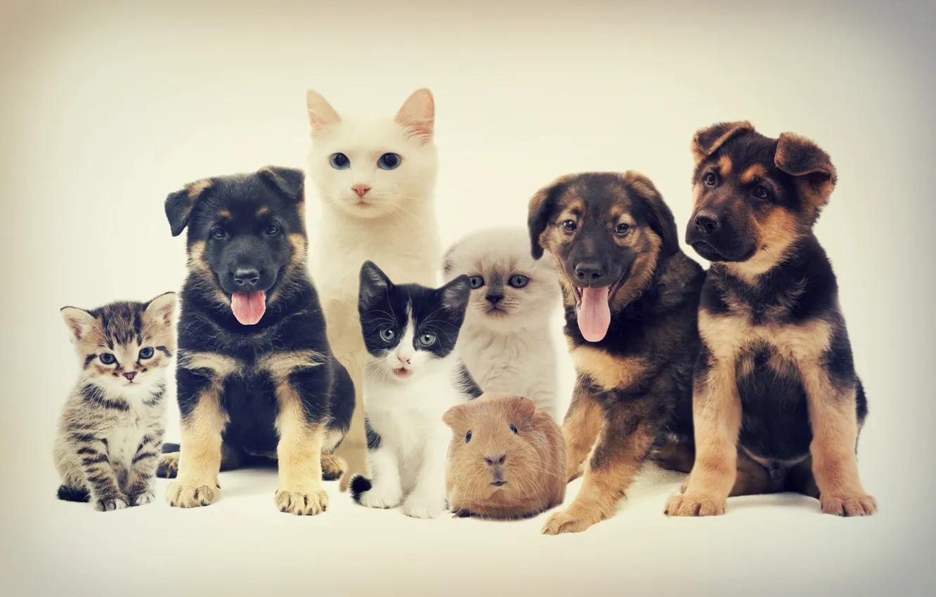 Photo wallpaper language, cat, dogs, look, cats, pose, kitty, puppies
