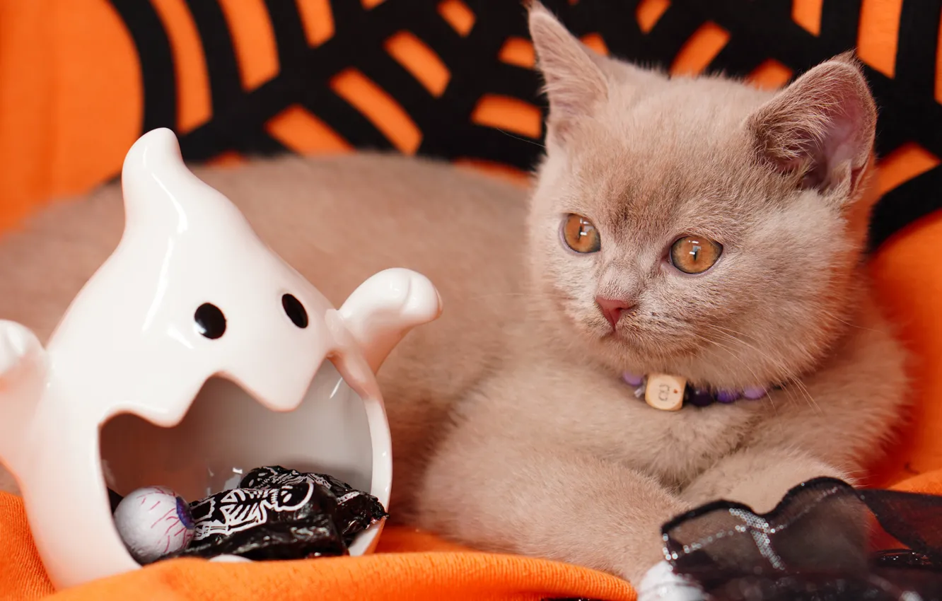 Photo wallpaper autumn, cat, look, pose, grey, holiday, web, candy