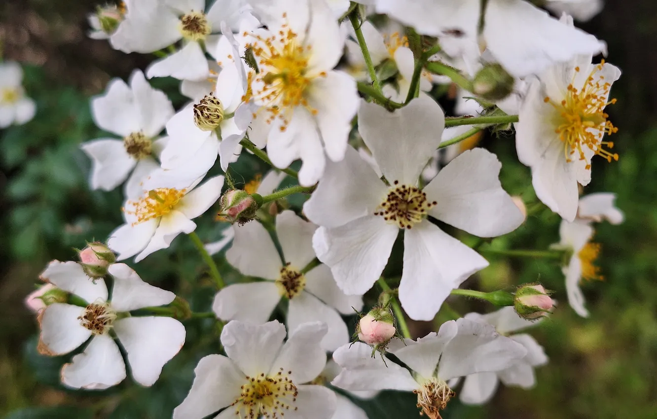 Photo wallpaper Flowers, cereal, White, Tree
