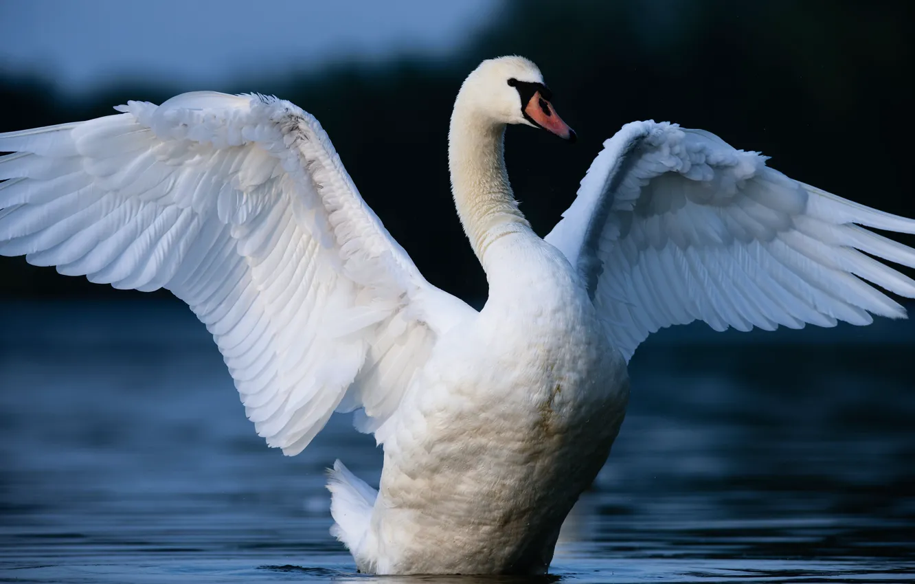 Photo wallpaper white, bird, Swan, pond, wingspan