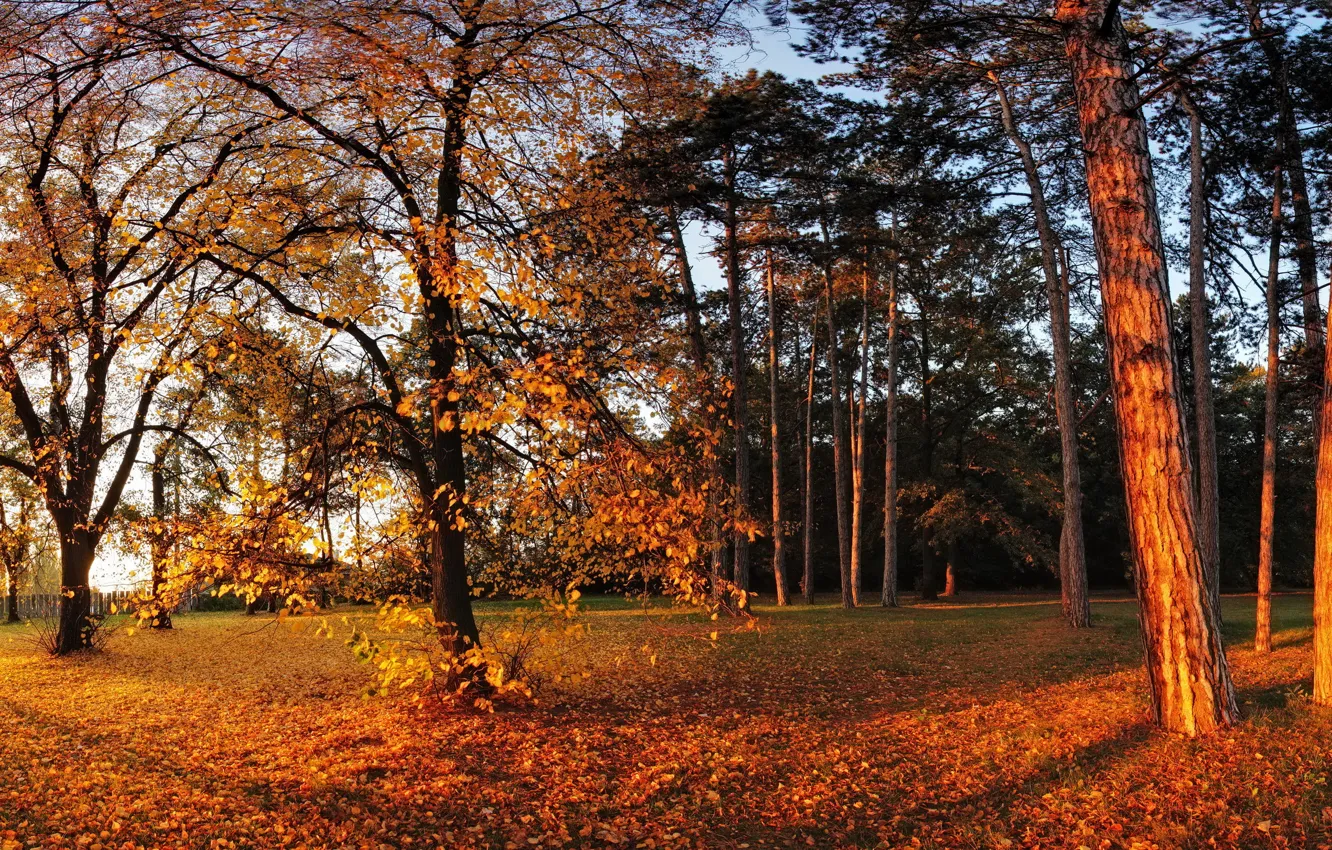 Photo wallpaper autumn, the sun, trees, Park, foliage, yellow