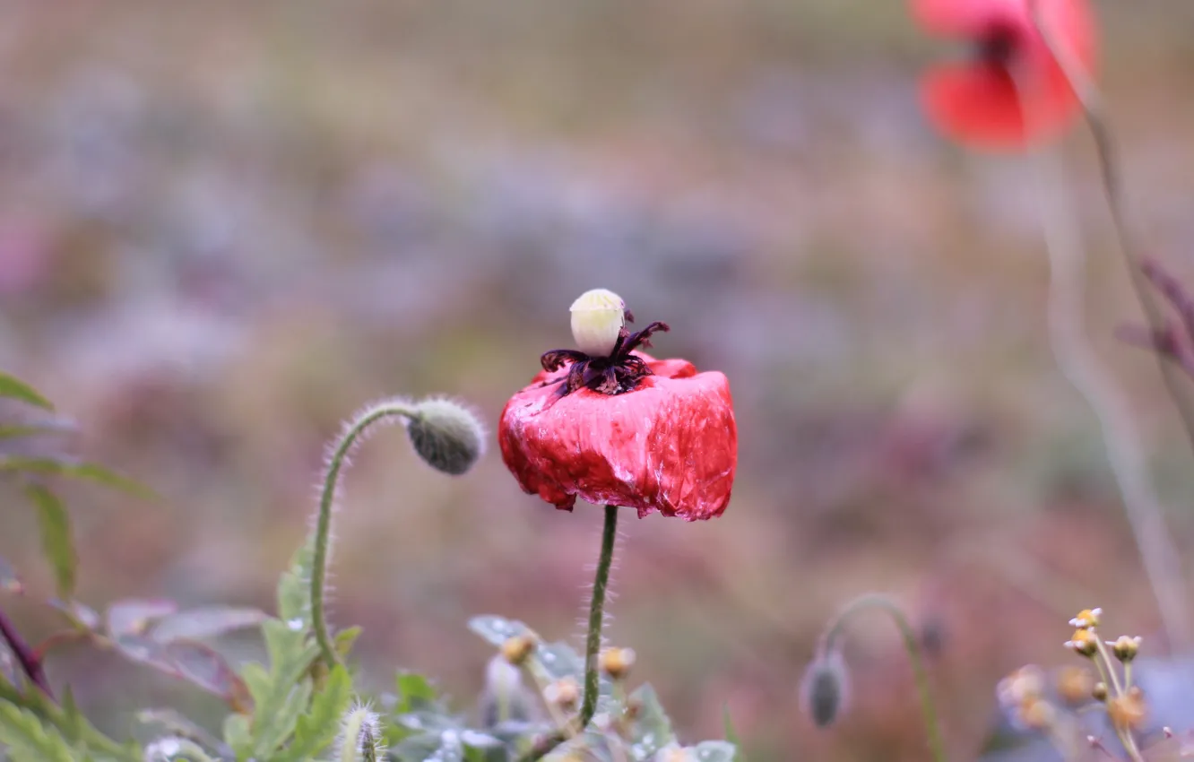 Photo wallpaper red, field, poppy, blooming
