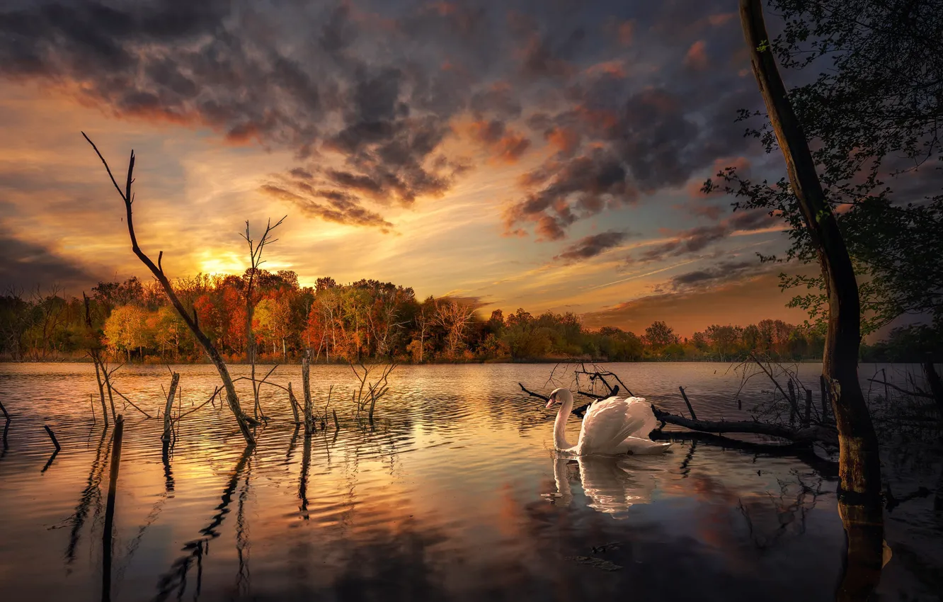 Photo wallpaper autumn, forest, landscape, nature, lake, bird, shore, swans
