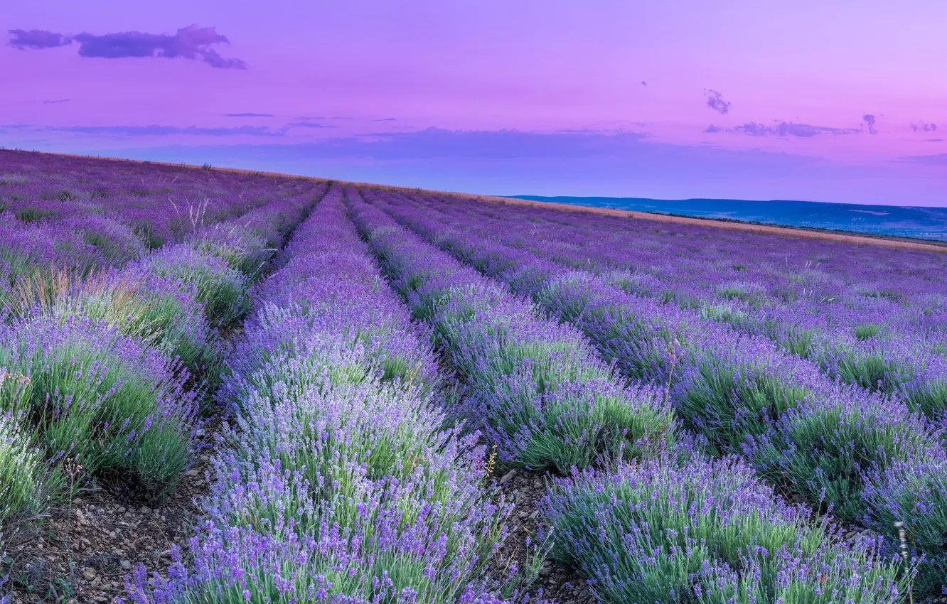 Photo wallpaper field, landscape, nature, dawn, plants, morning, lavender