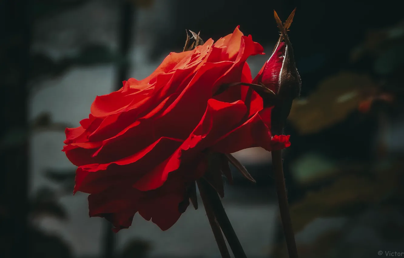 Photo wallpaper rose, Bud, red