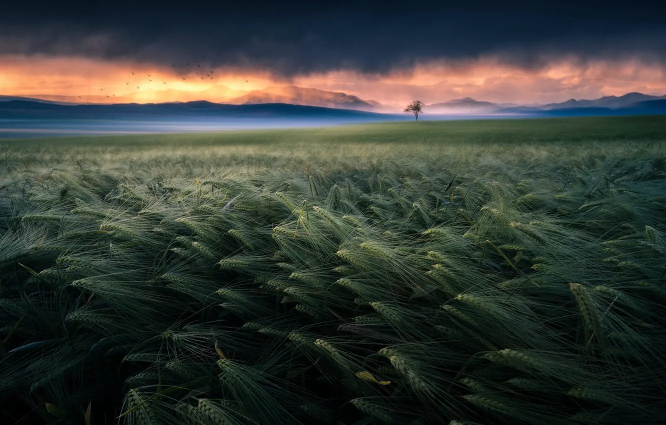 Photo wallpaper field, mountains, fog, hills, rye, dal, morning, haze
